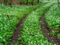 Fahrspuren im Bärlauchwald